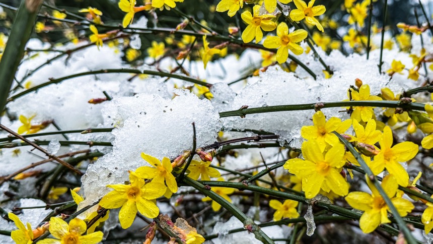 雪落石家庄 绘就诗意画卷