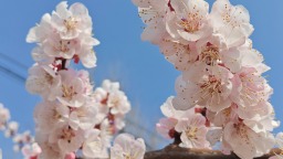 河北顺平：杏林花海引客来