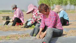 河北东光：甜叶菊种植开启“甜蜜经济”新图景