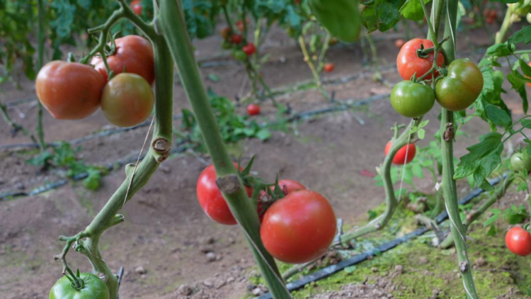 图片默认标题_fororder_图片 2