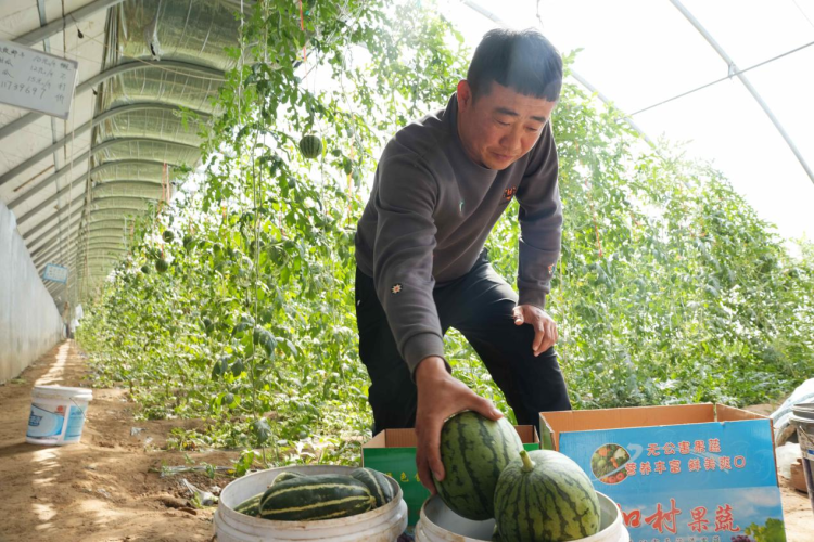 沧州南大港：盐碱地上新农“闯” 手掰西瓜“甜”万家_fororder_沧州南大港：盐碱地上新农“闯” 手掰西瓜“甜”万家4