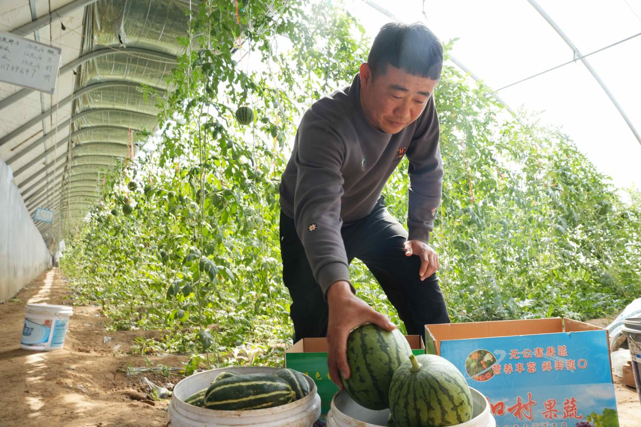 沧州南大港：盐碱地上新农“闯” 手掰西瓜“甜”万家_fororder_沧州南大港：盐碱地上新农“闯” 手掰西瓜“甜”万家4