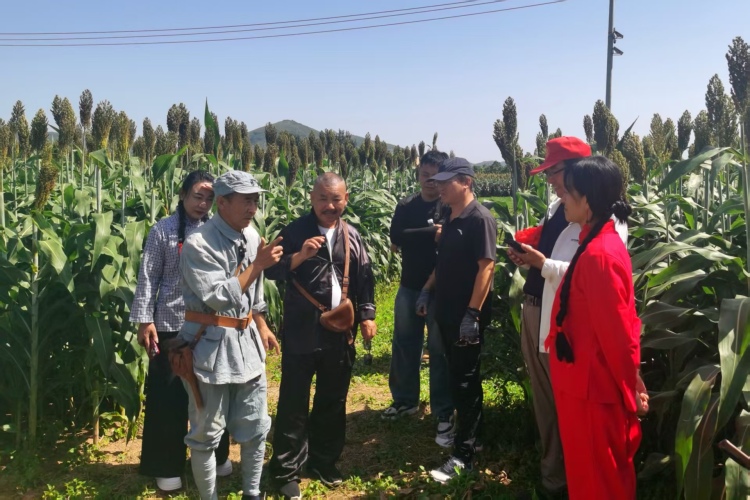 保定市徐水区：高粱红满天 山乡客如云_fororder_本土“网红”、文艺爱好者排演抗战情景剧。刘柯旋 摄