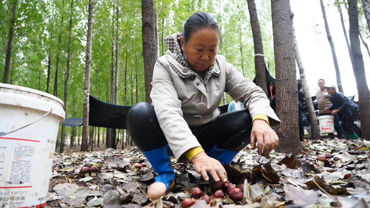 河北迁安：林下赤松茸撑开“致富伞”​_fororder_迁安市鲲利家庭农场的工人在采收赤松茸。李伟  摄.JPG