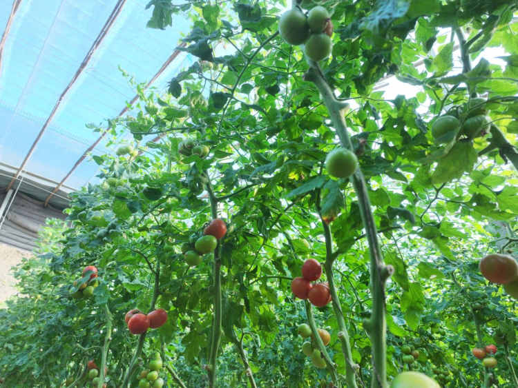 图片默认标题_fororder_图片 4