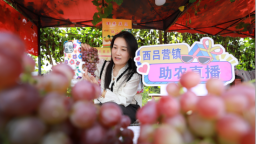河北肥乡：“一果一景”串起农旅融合富民路