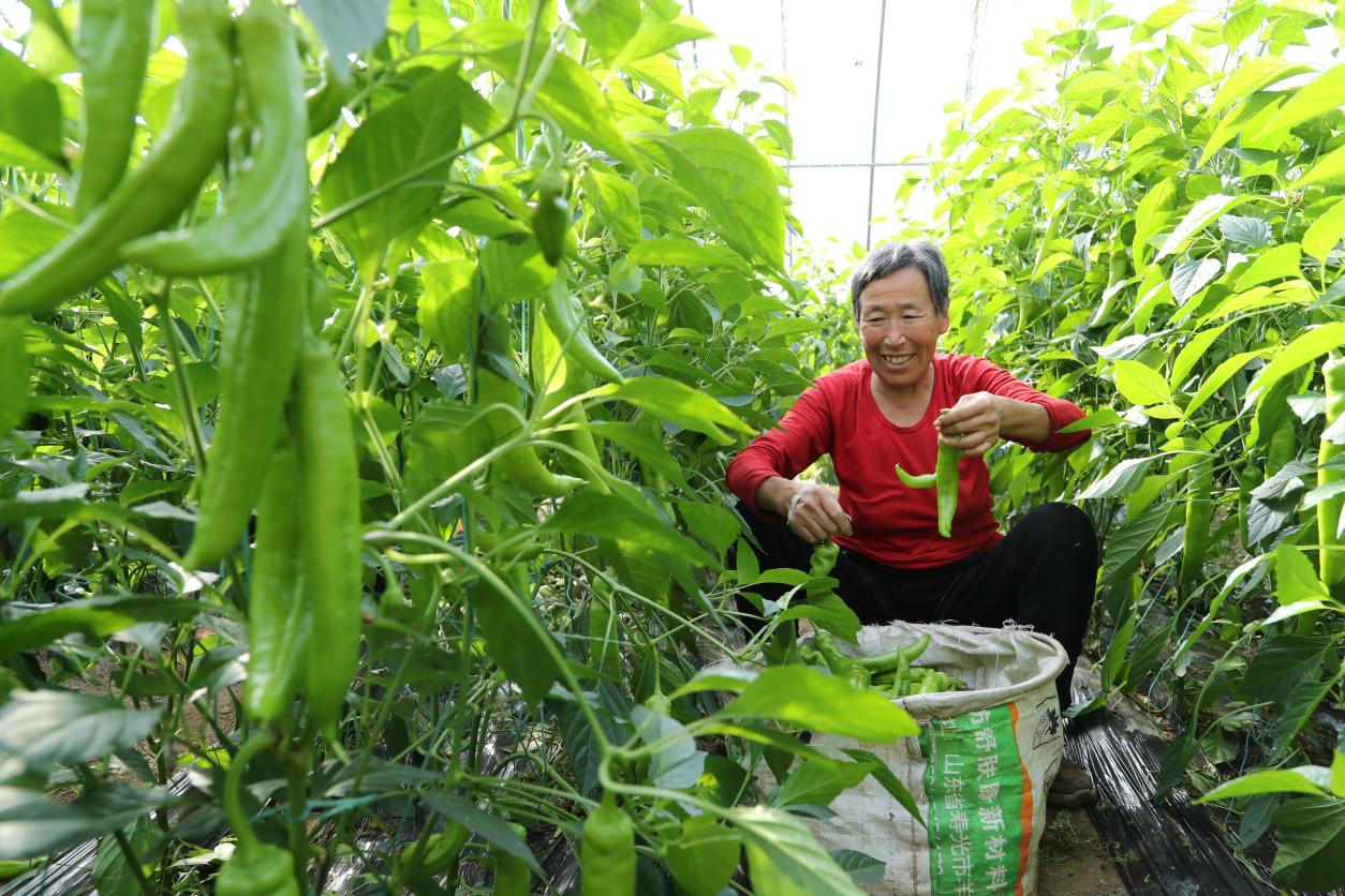 河北东光：早春蔬菜抢“鲜”上市 丰富市民菜篮子
