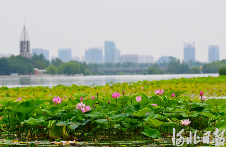 河北石家庄：荷花绽放 夏意满塘