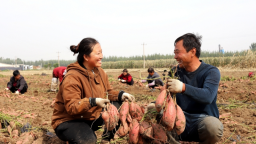 河北盐山：薯香传家风 实干共富路