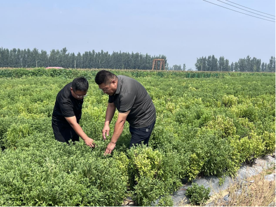 河北东光：甜叶菊铺就乡村振兴甜蜜路_fororder_河北东光：甜叶菊铺就乡村振兴甜蜜路652