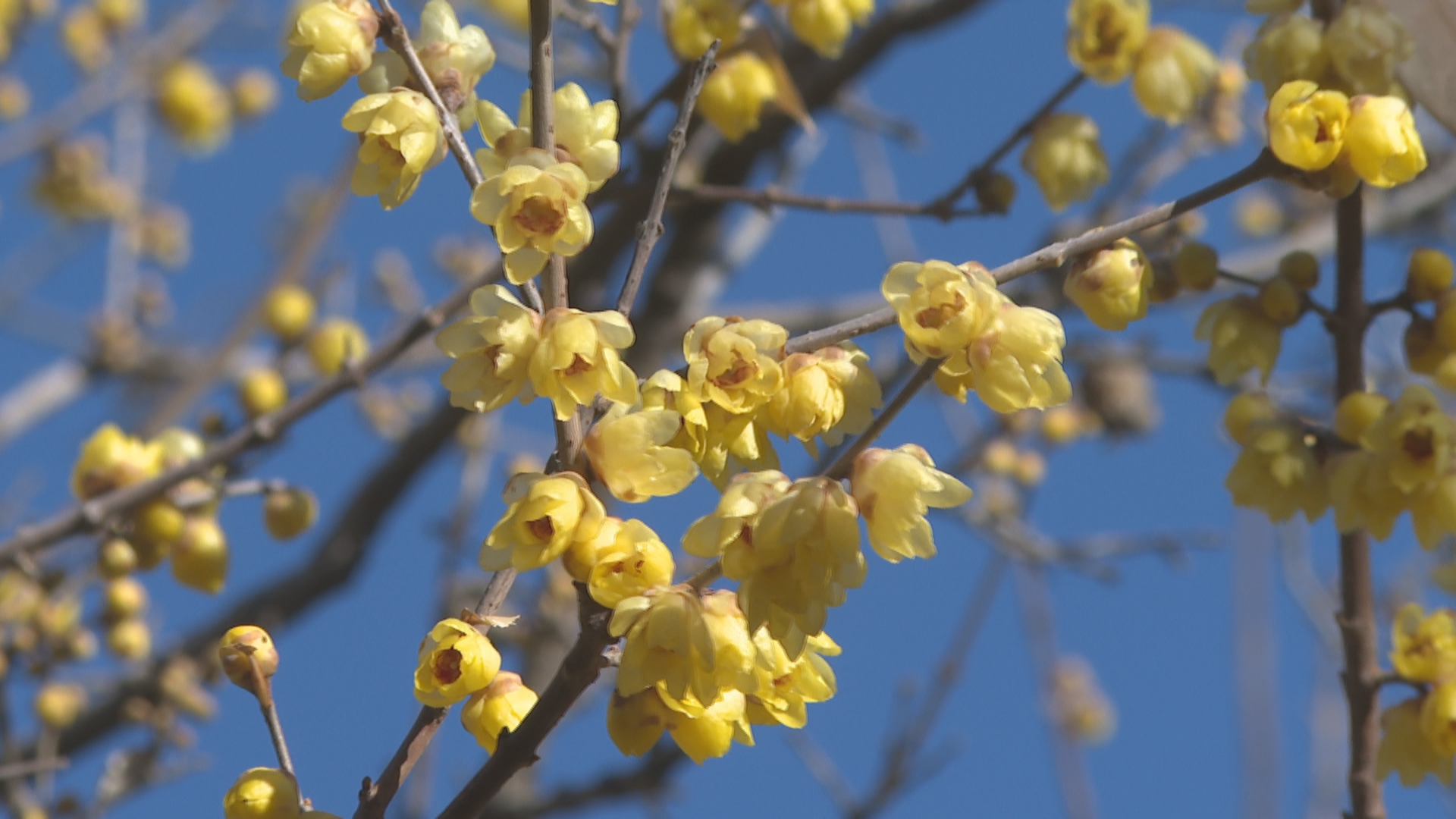 石家庄市鹿泉区：蜡梅绽放迎客来