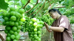 河北献县：葡萄飘香振兴路 特色产业助农富