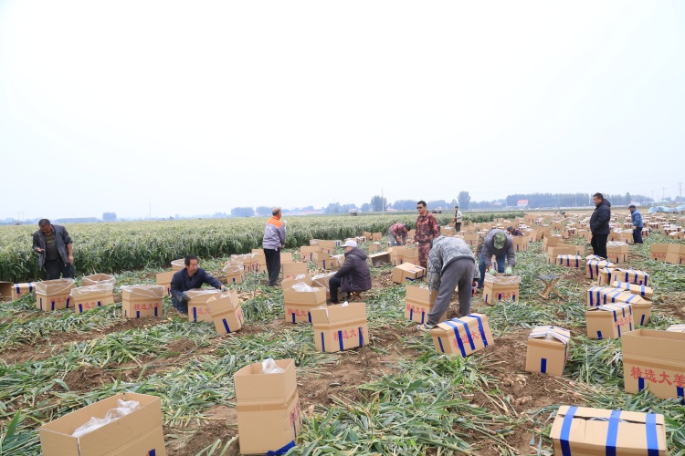 河北蠡县：生姜喜获丰收 合作社模式鼓起农民钱袋子​_fororder_0004