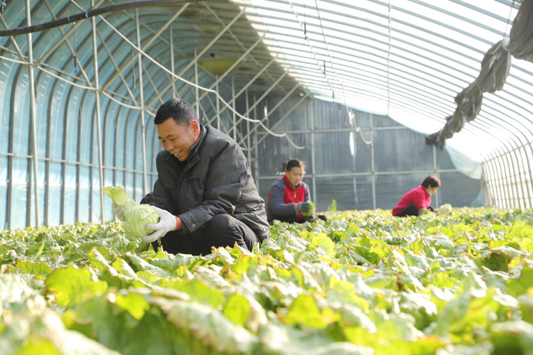 河北东光：早春蔬菜抢“鲜”上市 丰富市民菜篮子