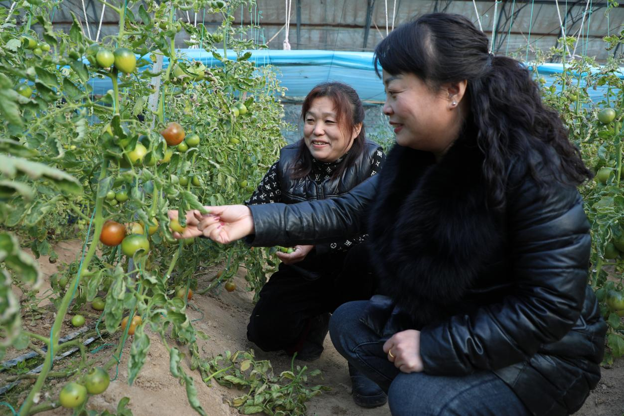 河北涞水：寒冬大棚绿意浓 精细管理促丰收_fororder_图片 1