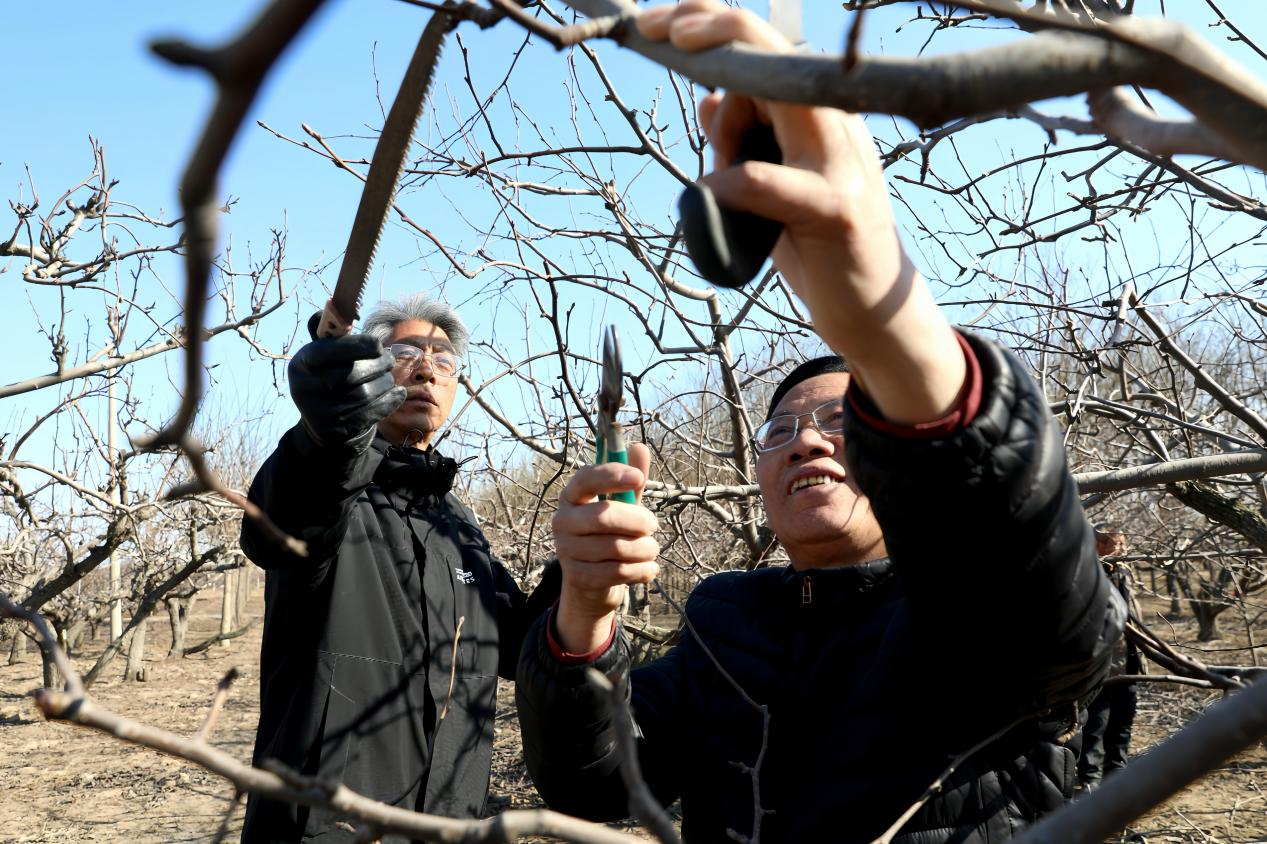 河北肃宁：大寒剪枝蓄生机 万亩梨园盼丰年_fororder_图片 2