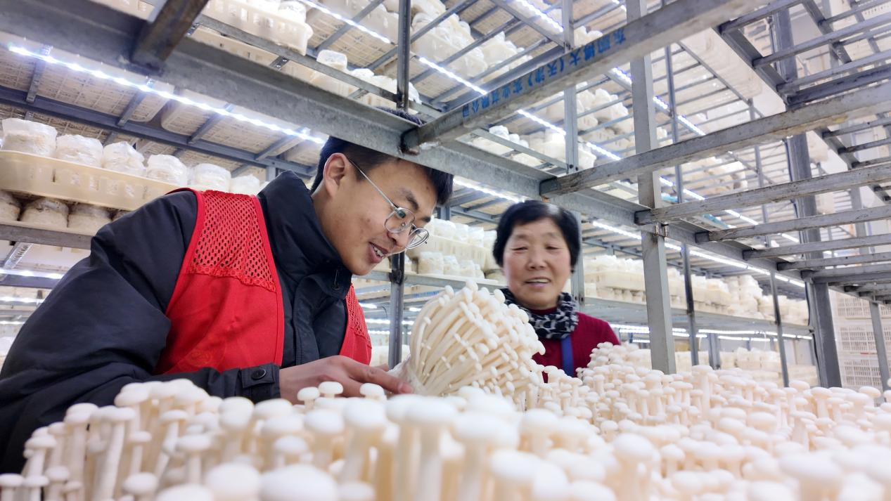 河北涞水：寒冬大棚绿意浓 精细管理促丰收_fororder_图片 4