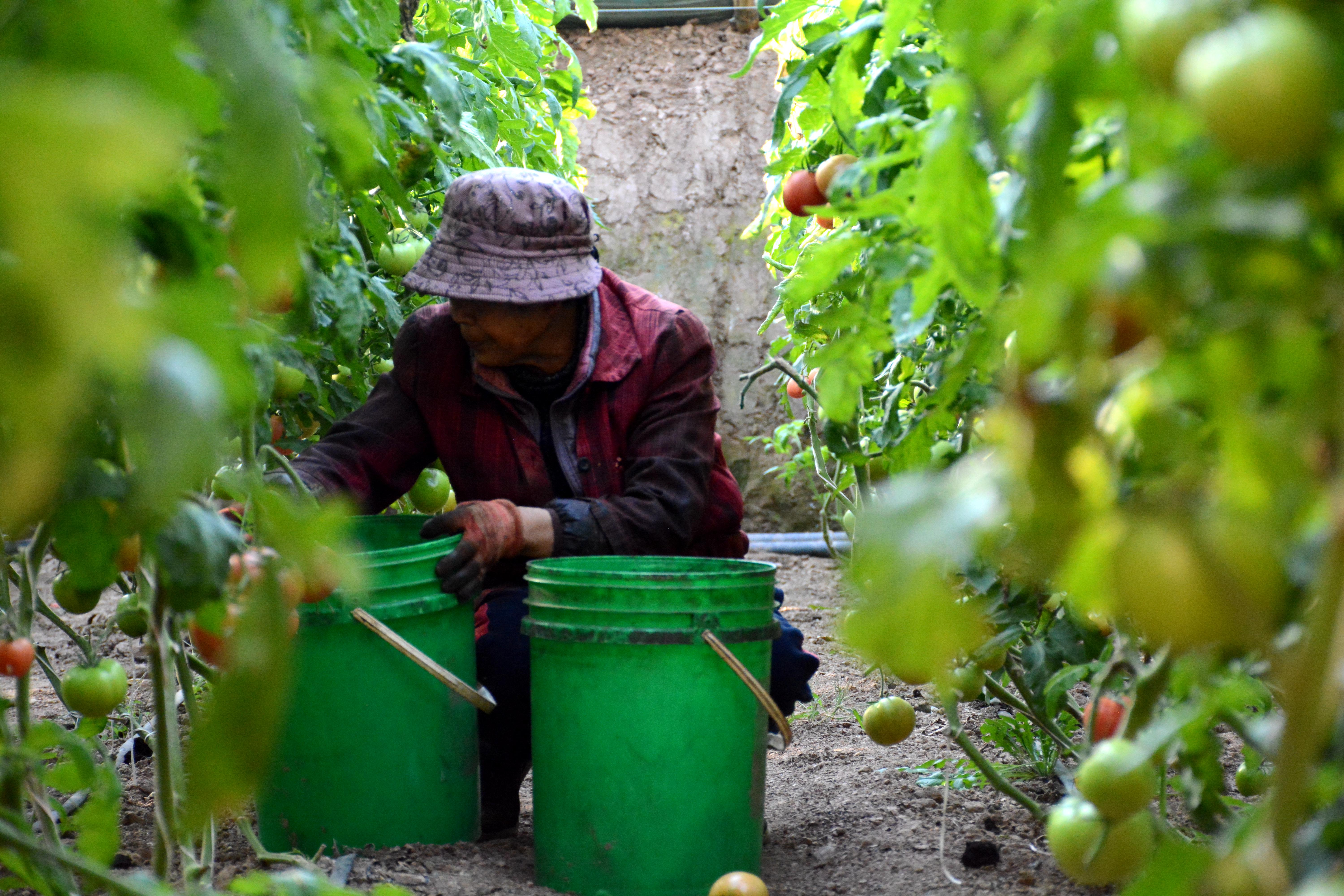 河北献县：冬闲时节番茄红 熊蜂授粉助增收_fororder_image003