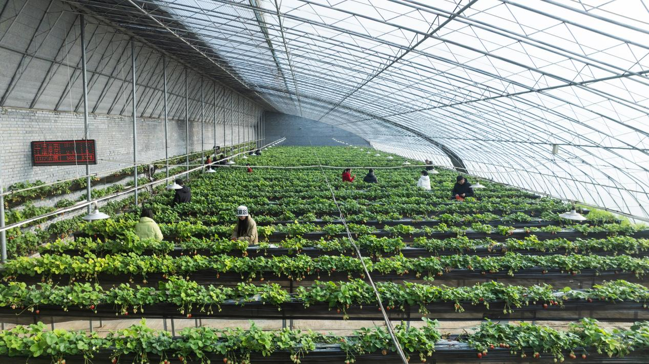 河北高阳：草莓飘香年味浓_fororder_图片 1