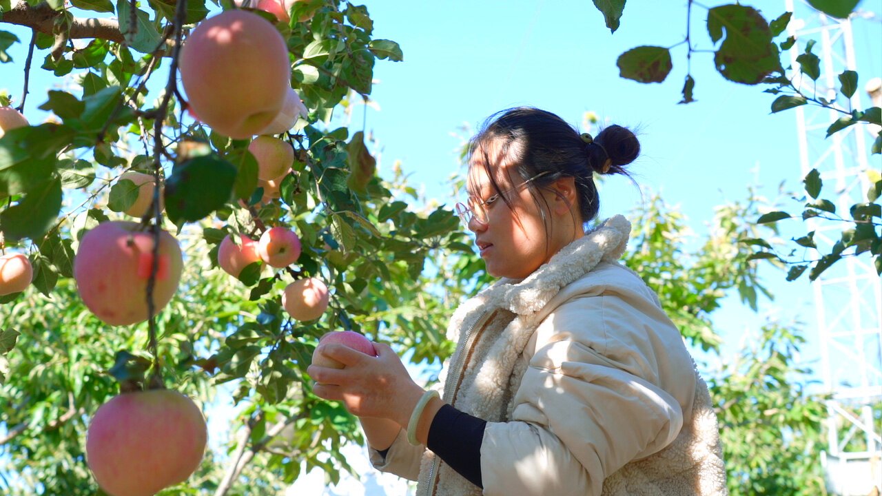 唐山迁安：苹果丰收季 果红映笑颜_fororder_游客在采摘苹果。郭强  摄.JPG