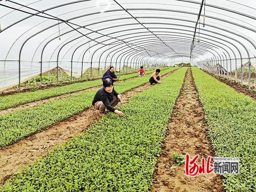 邯郸曲周县打造生物健康全产业链新高地