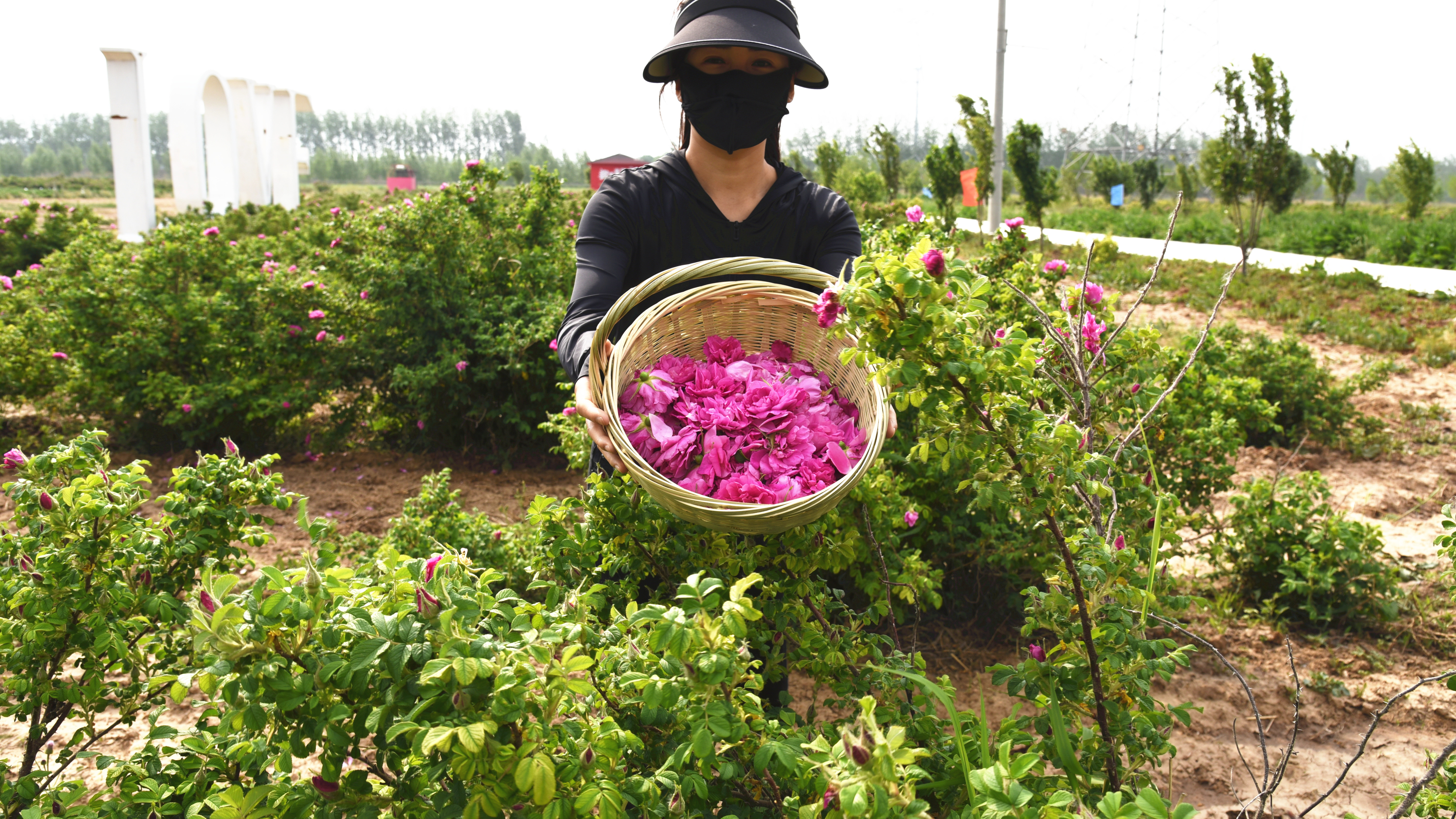 河北吴桥：大运河畔“花漾”乡村游引客来