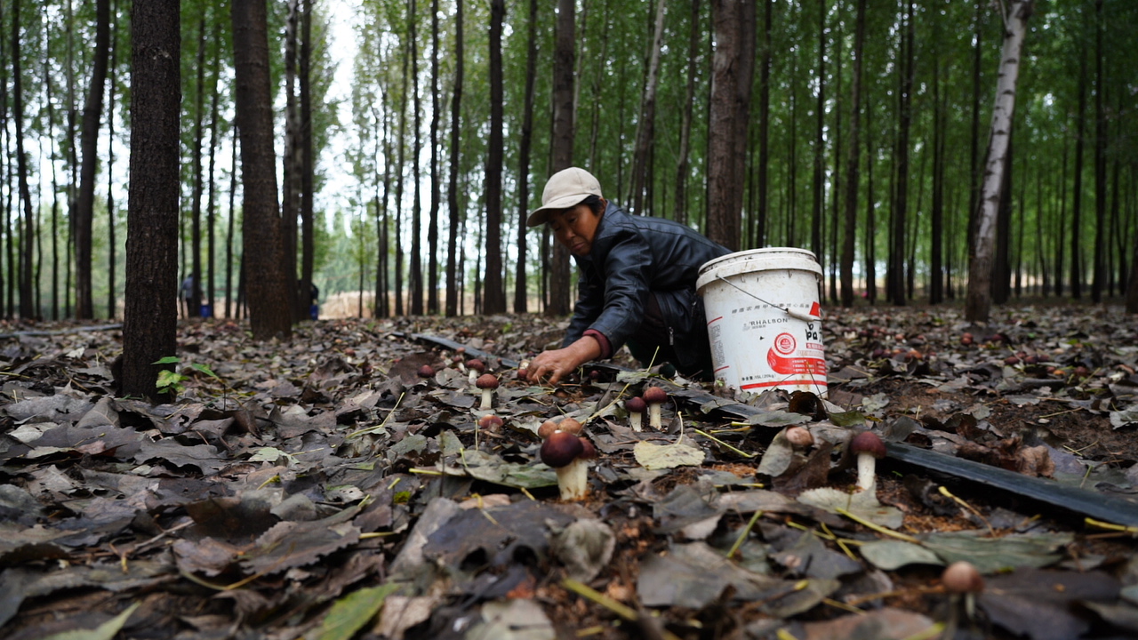 河北迁安：林下赤松茸撑开“致富伞”​_fororder_迁安市鲲利家庭农场的工人在采收赤松茸。王志斌 摄.JPG