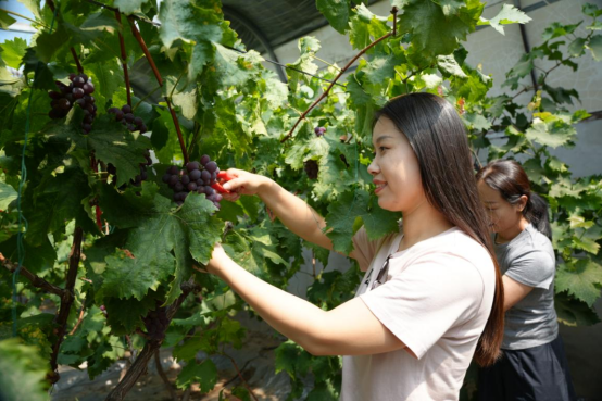 沧州南大港：扣村葡萄“甜蜜”上新 盐碱地飘香迎客来_fororder_扣村葡萄“甜蜜”上新 盐碱地飘香迎客来231
