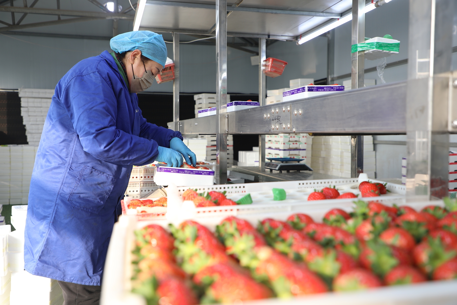 图片默认标题_fororder_工作人员分拣草莓 摄影 邱迎新