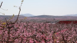 河北顺平：以花兴旅绘就“赏花经济”新图景