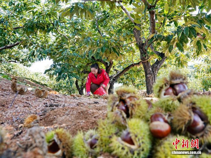 “丰”景正好！河北青龙百万亩板栗迎丰收
