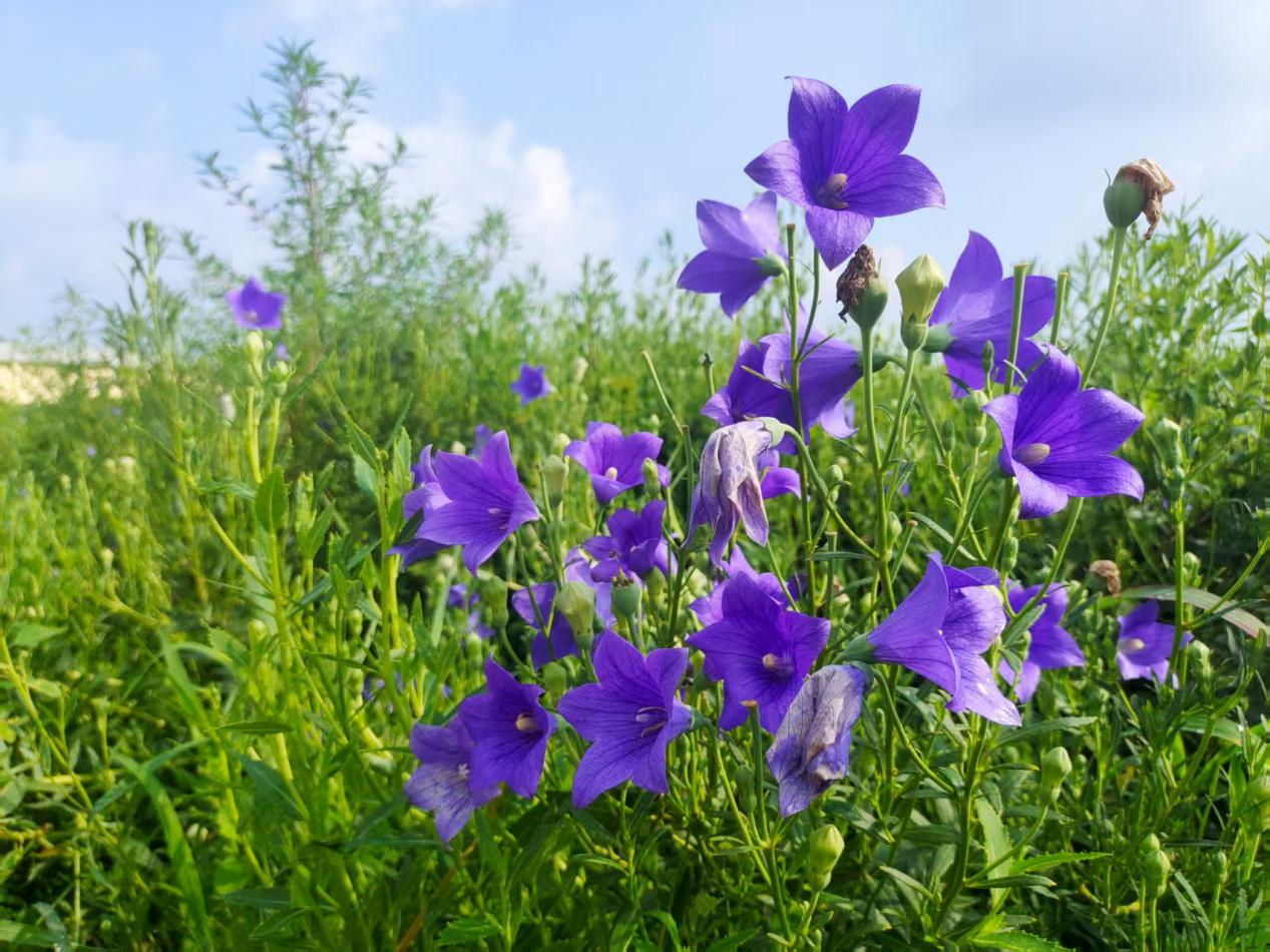 河北曲阳: 中药材种植富民生 乡村振兴药香浓_fororder_图片4