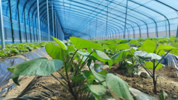 河北阜平：蜜薯育苗长势旺 致富产业谋新篇