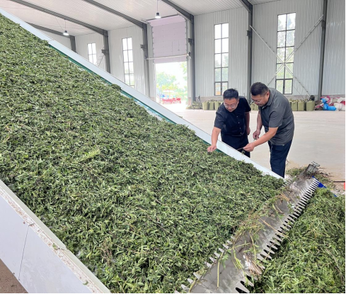 河北东光：甜叶菊铺就乡村振兴甜蜜路_fororder_河北东光：甜叶菊铺就乡村振兴甜蜜路628