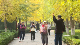 石家庄市鹿泉区海山公园：银杏“披金”醉游人