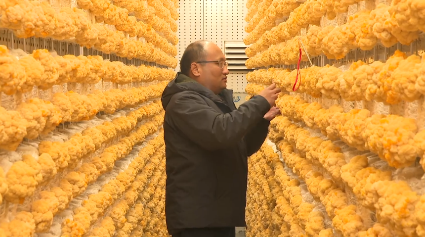 石家庄市鹿泉区：智慧方舱育菌菇 乡村联建促振兴_fororder_image007