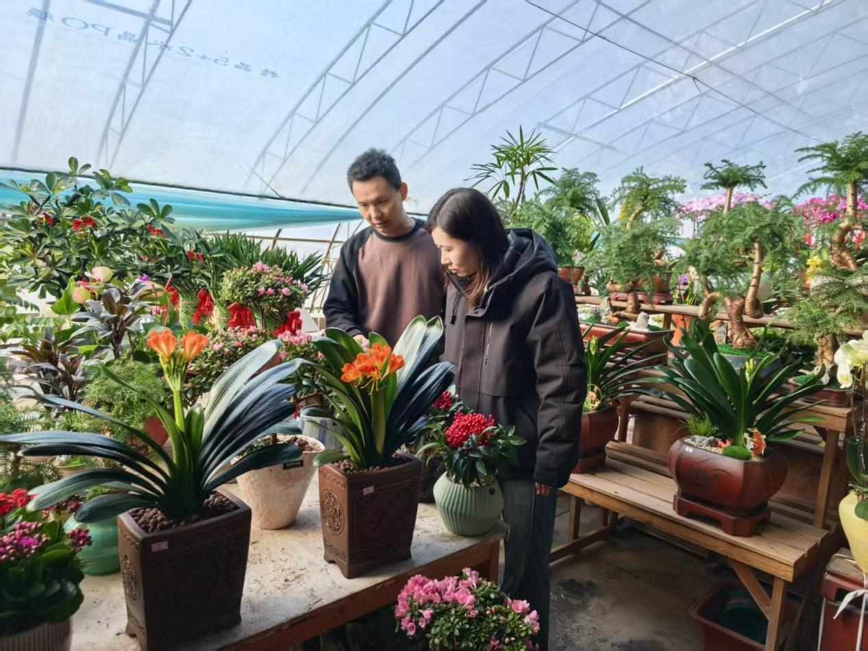 河北东光：繁花添年味 花市暖新春_fororder_图片 3