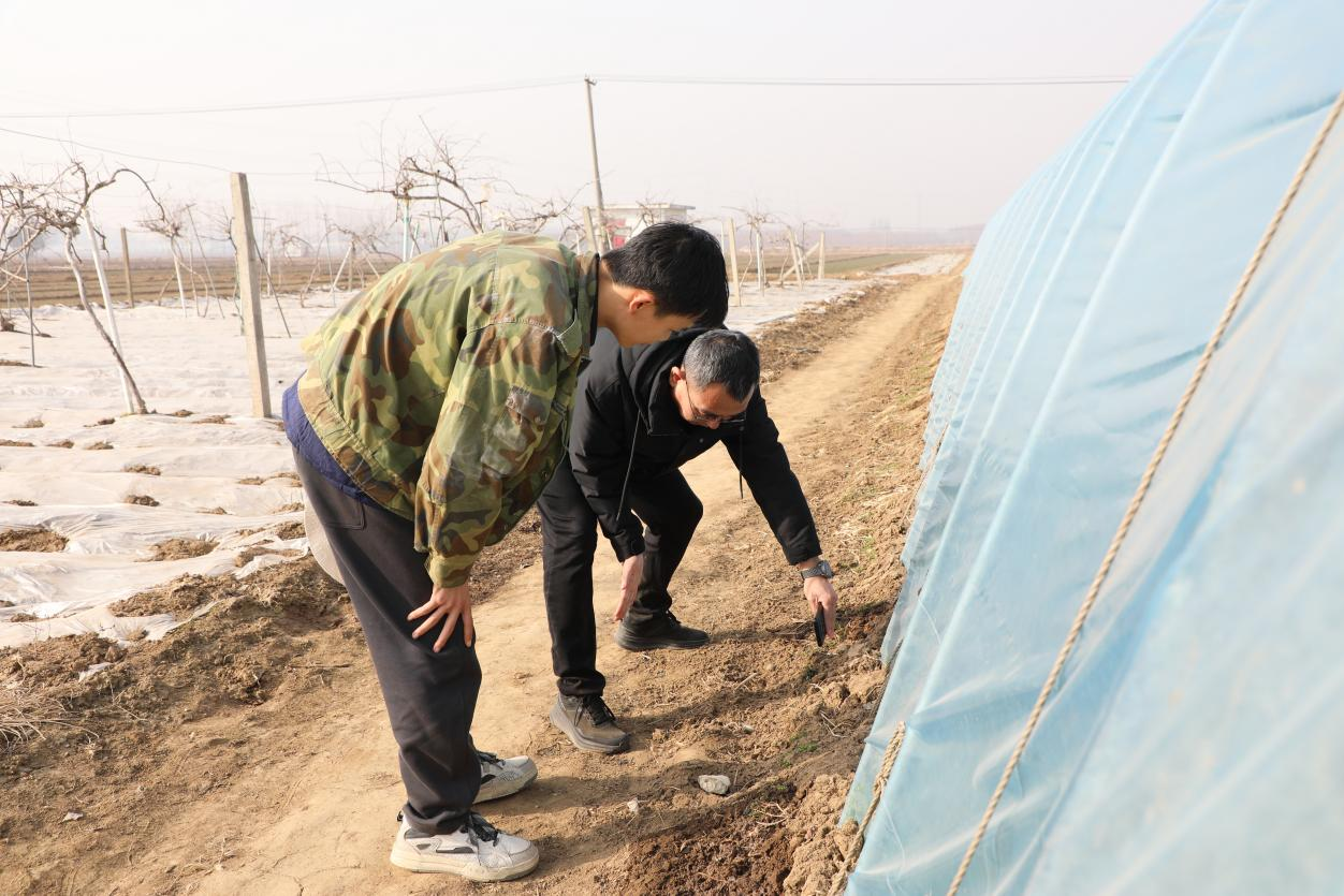 河北涞水：寒冬大棚绿意浓 精细管理促丰收_fororder_图片 3