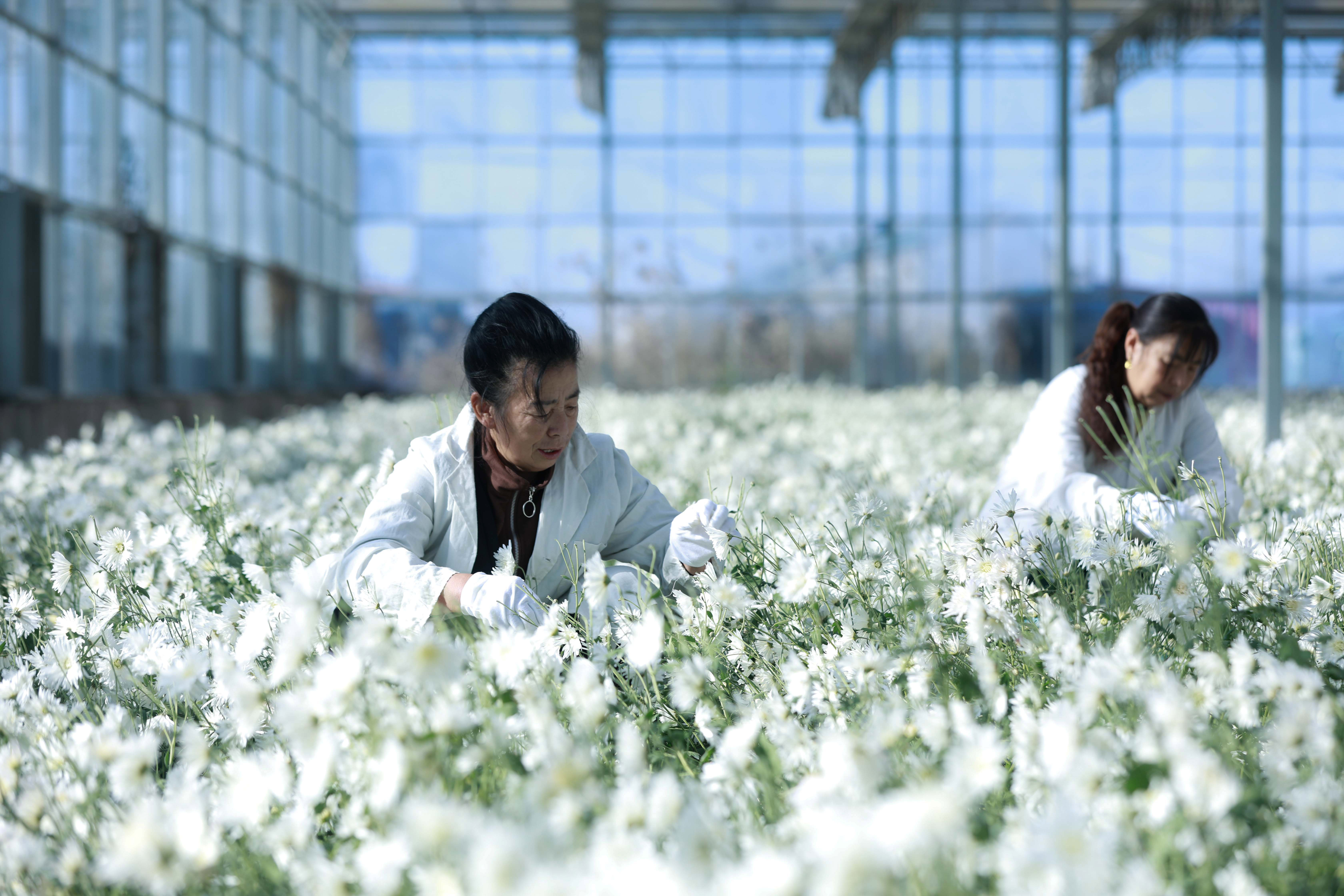 河北廊坊：温室香菊采收忙