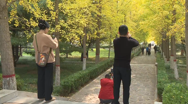 石家庄市鹿泉区海山公园：银杏“披金”醉游人_fororder_图片2