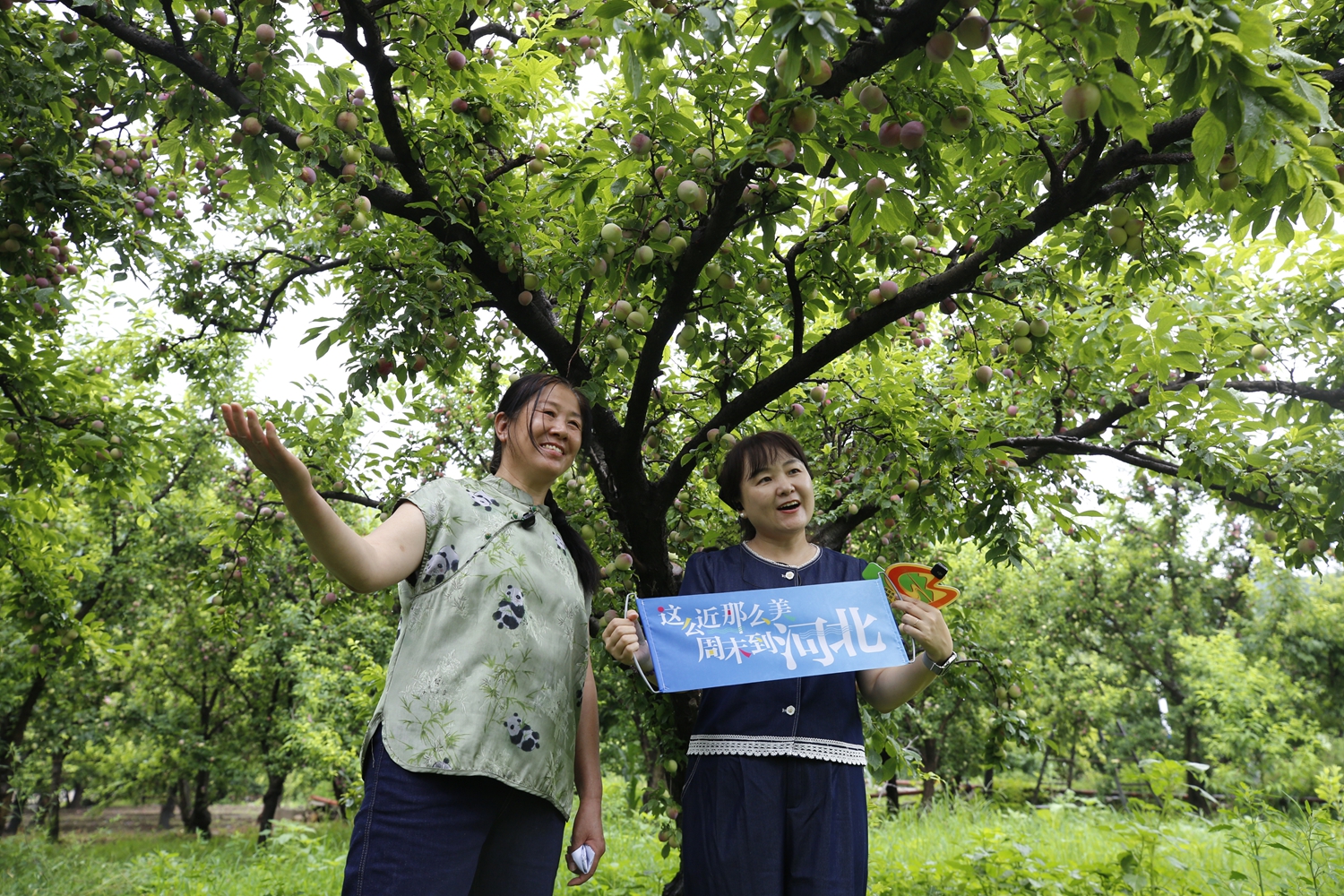 保定市满城区：融媒助农直播 农特优品“出圈”_fororder_助农直播现场 摄影 张丽双
