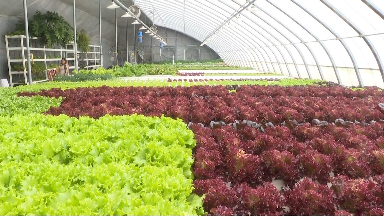 石家庄市鹿泉区：上蔬源植物工厂 解锁四季丰收密码_fororder_image007