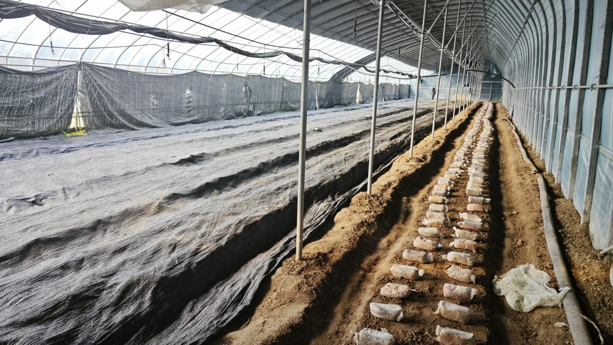 河北东光：科技赋能 羊肚菌种植迎来新机遇