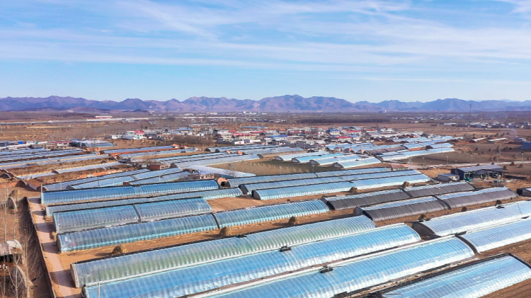 河北迁安：大棚管护忙 错季蔬菜俏迎新春_fororder_迁安市杨各庄镇阎官屯村温室大棚。李伟  摄