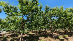 遵化市“东陵明珠”板栗品种跻身国家级林木良种