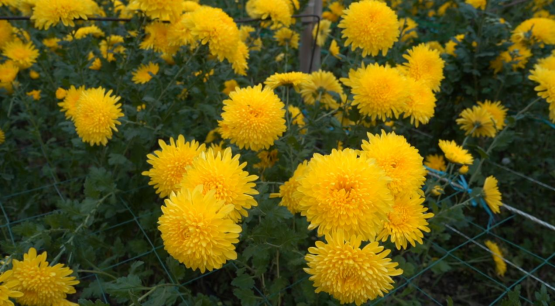 河北曲阳：大棚菊花绽放“美丽经济” 产业兴旺助力乡村振兴_fororder_河北曲阳：大棚菊花绽放“美丽经济” 产业兴旺助力乡村振兴153