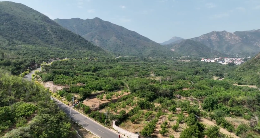 石家庄市鹿泉区：千亩杏熟挂枝头 致富路上好“丰”景_fororder_image001
