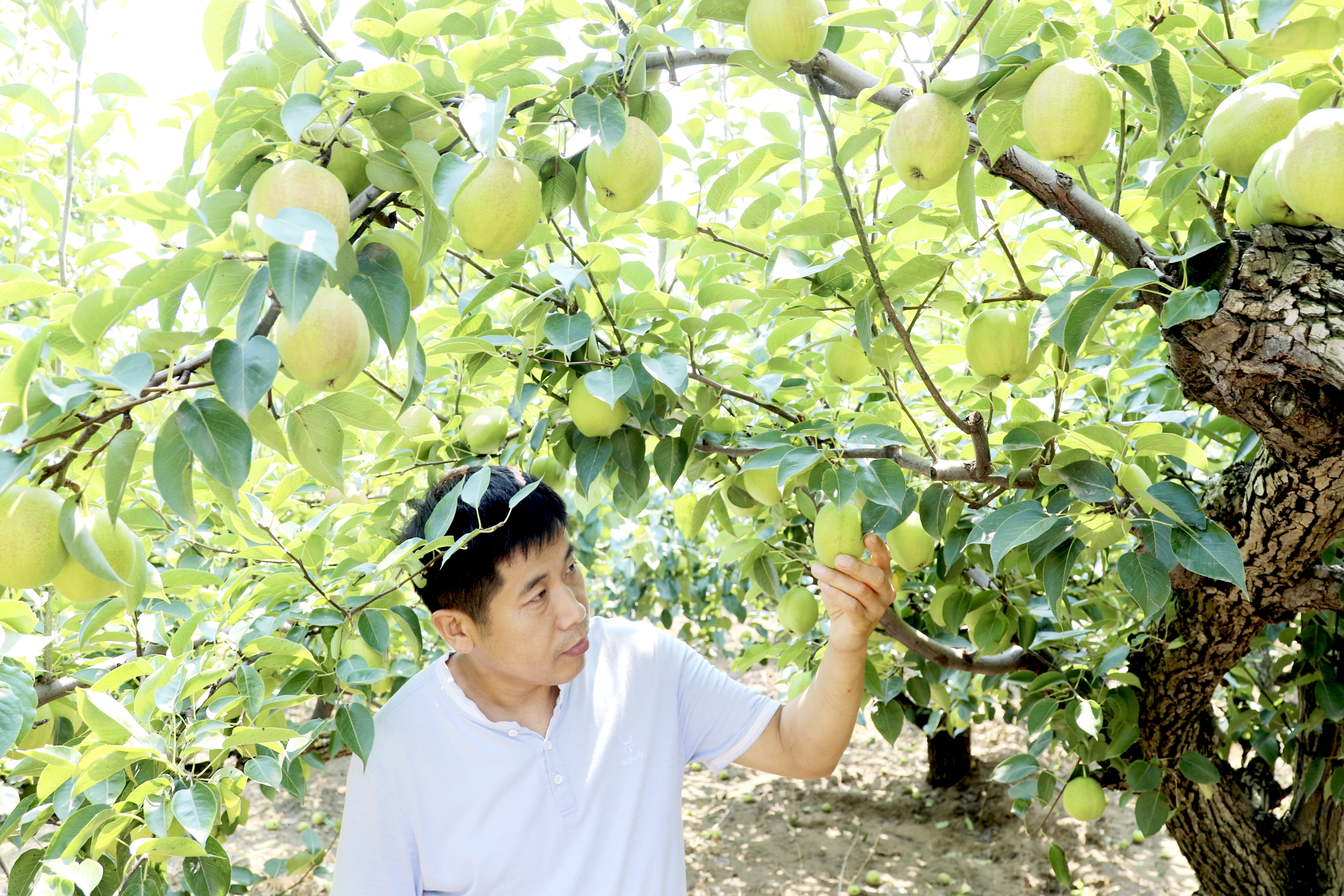 河北肃宁：万亩“早熟梨”进入采摘季 预计总产值超1亿元_fororder_图片1