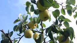 唐山遵化：万亩雪花梨进入采收季