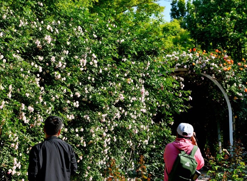 “Shijiazhuang’s Monet Garden” Welcomes Summer_fororder_东环公园月季花廊 摄影：袁新录 (4)